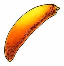 Fichier:Artwork DQIV Famicom Graine d'Agilité.png