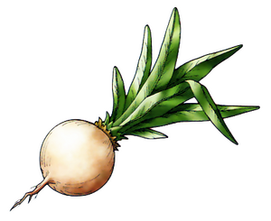 Botryche lunaire.png