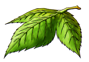 Artwork DQIV Famicom Feuille d'Yggdrasil.png